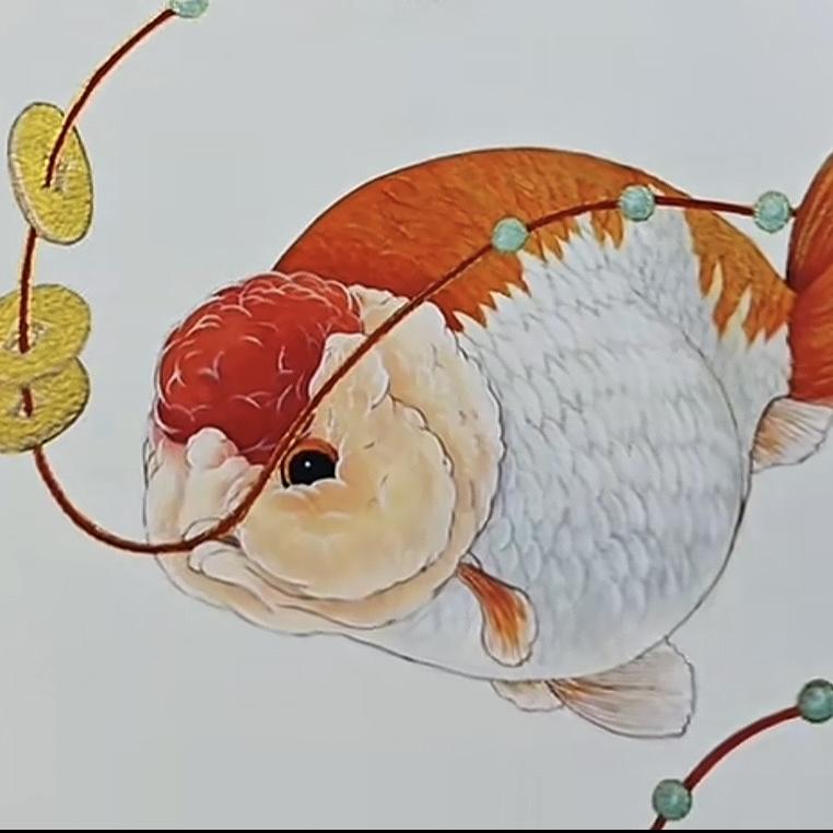 小韩兰寿金鱼