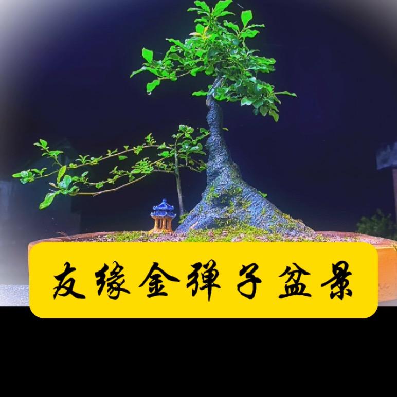 友缘.金弹子盆景园艺