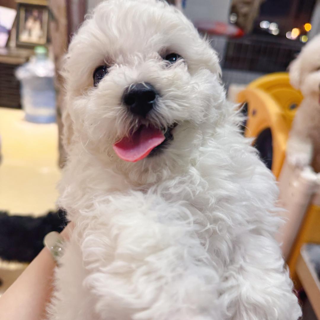 Siri是只小比熊