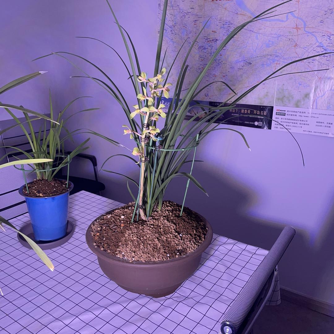 禅与茶