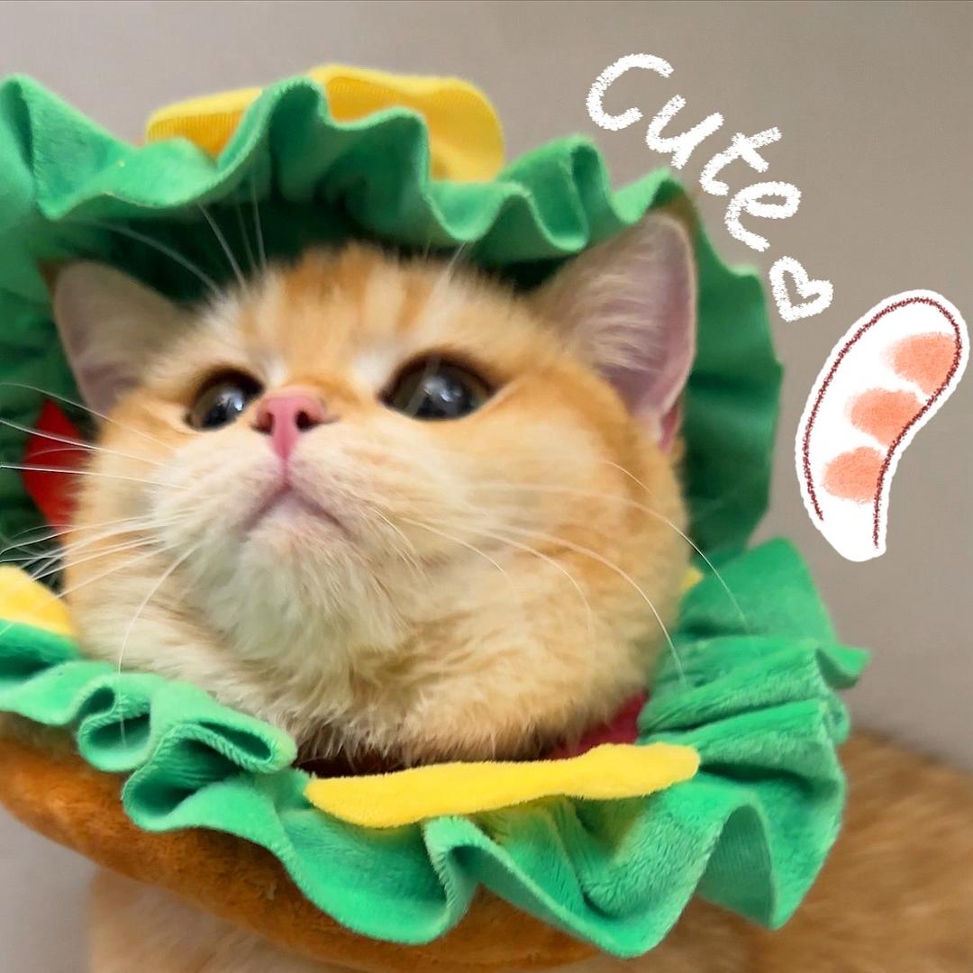 哆哆是只小奶糕🍼