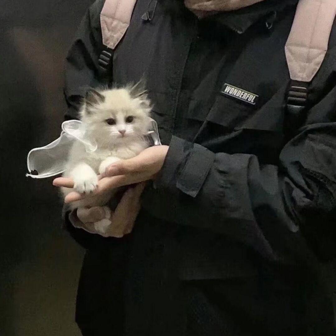 蛋壳