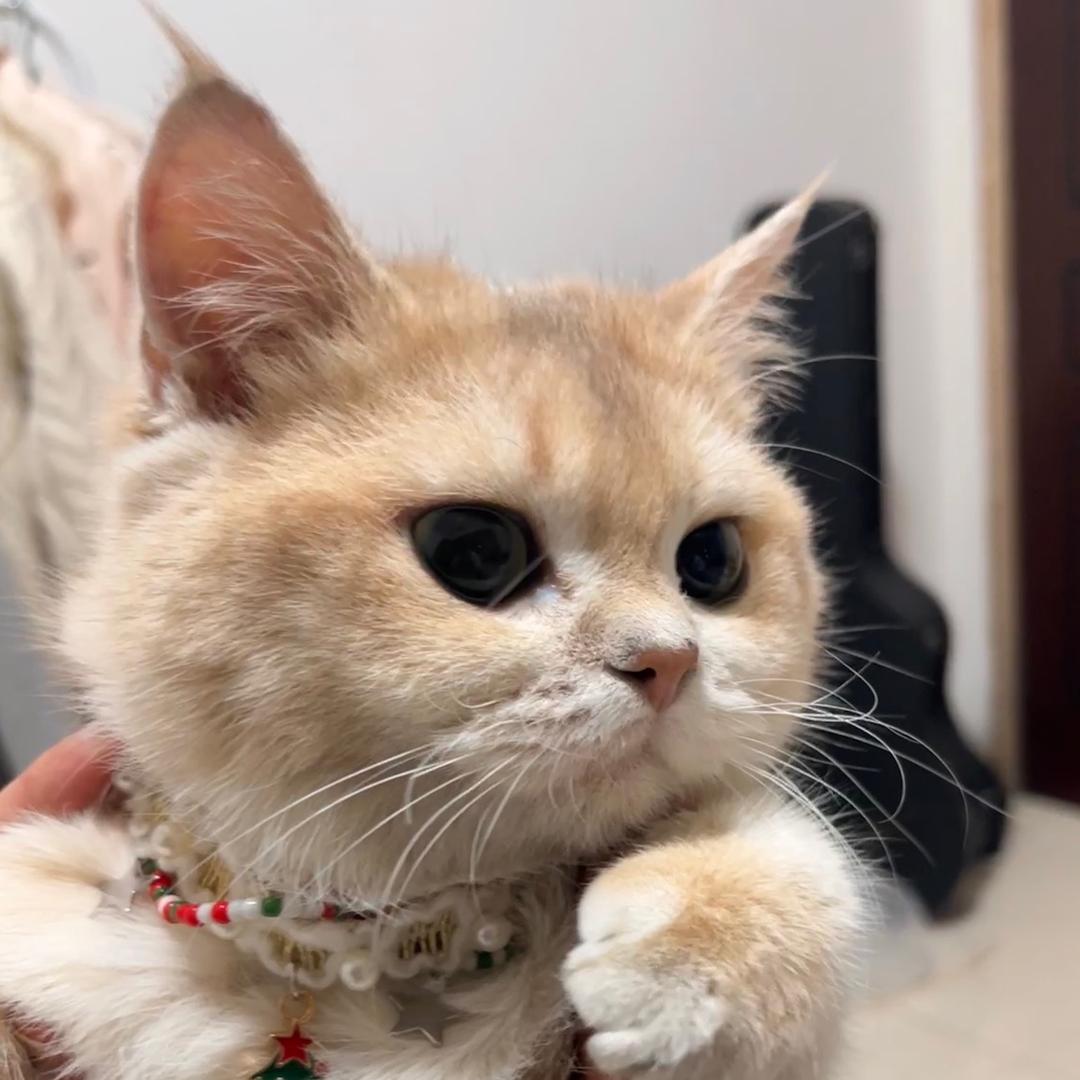 榴莲小臭宝