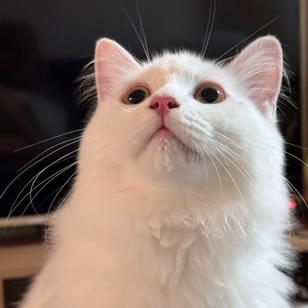 Nomi是只喵🐈