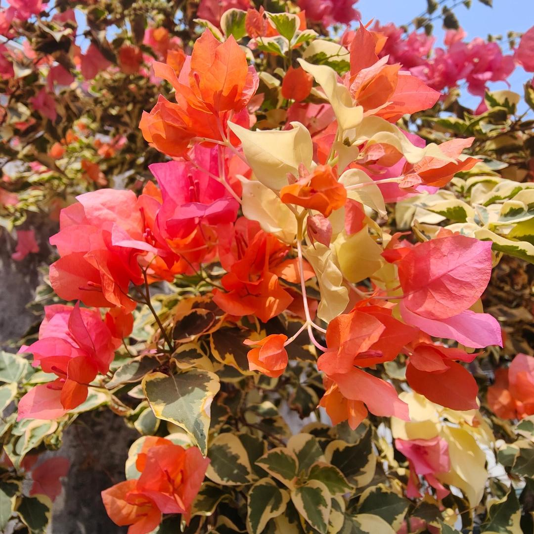 花花世界沙漠玫瑰基地