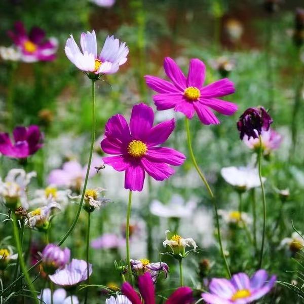 像格桑花一样绽放