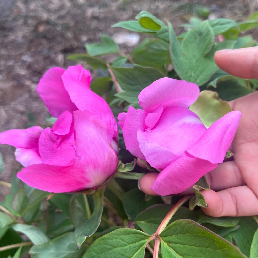 爱分享的陌陌奶奶