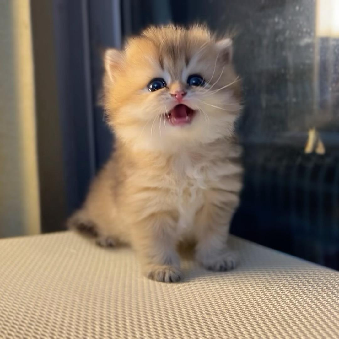 合肥乐多猫舍