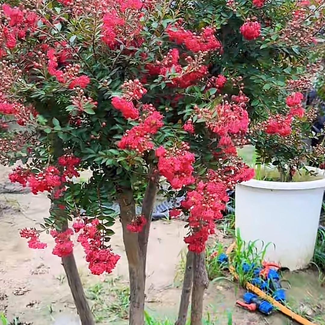 寻隐花卉
