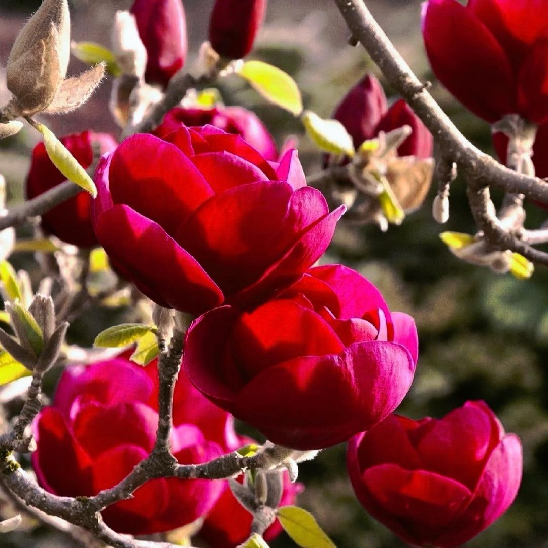 胜泽花卉经营部