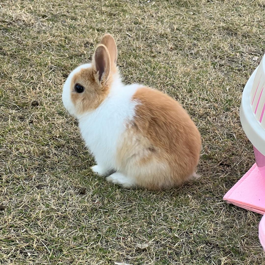 悟🐰