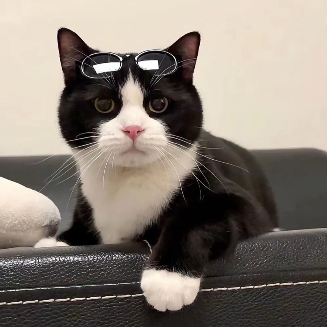 猫十一宠物甄选