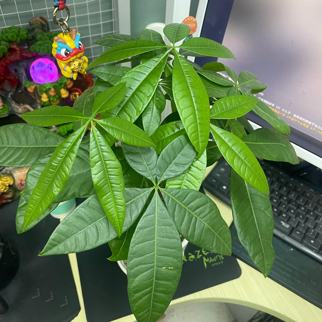 大道无形我有型