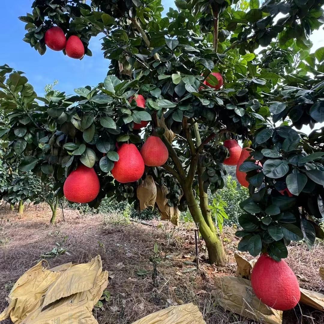 智宙广西容县柚之源农业有限公司专卖店