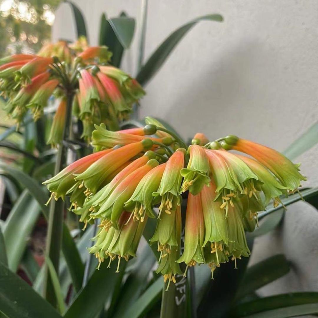 小董异花君子兰