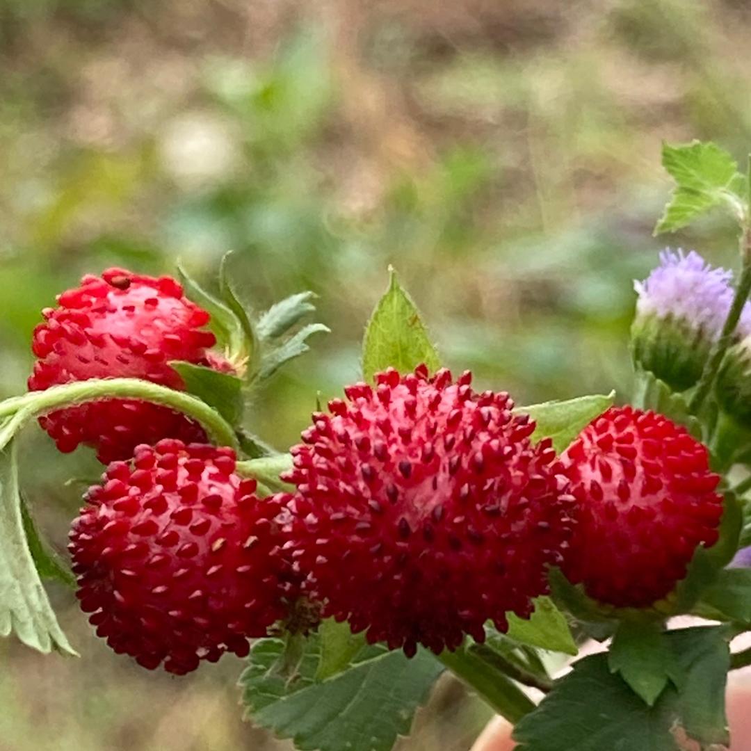 小青草
