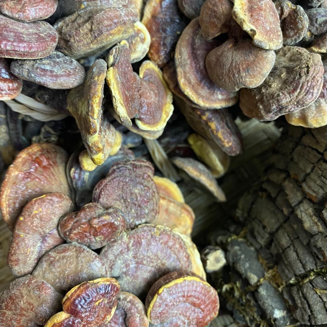 广西山货土特产老店