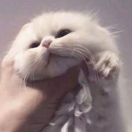 顾宝宝👧