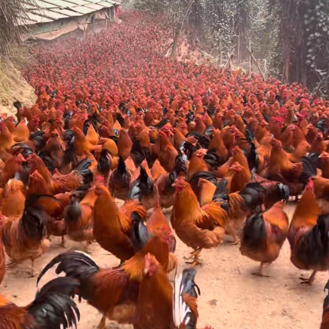大山生态养鸡