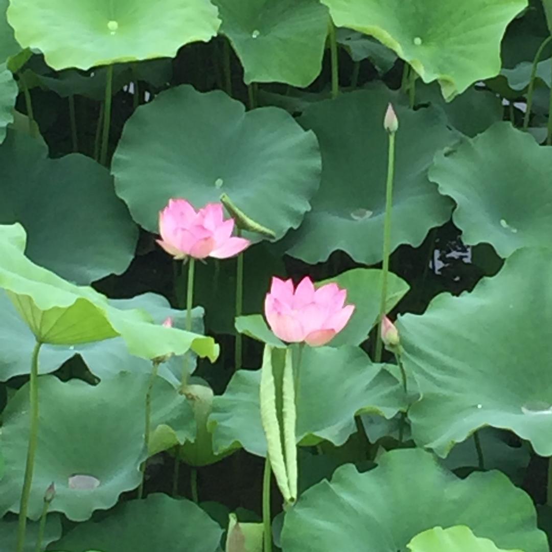 康·乐