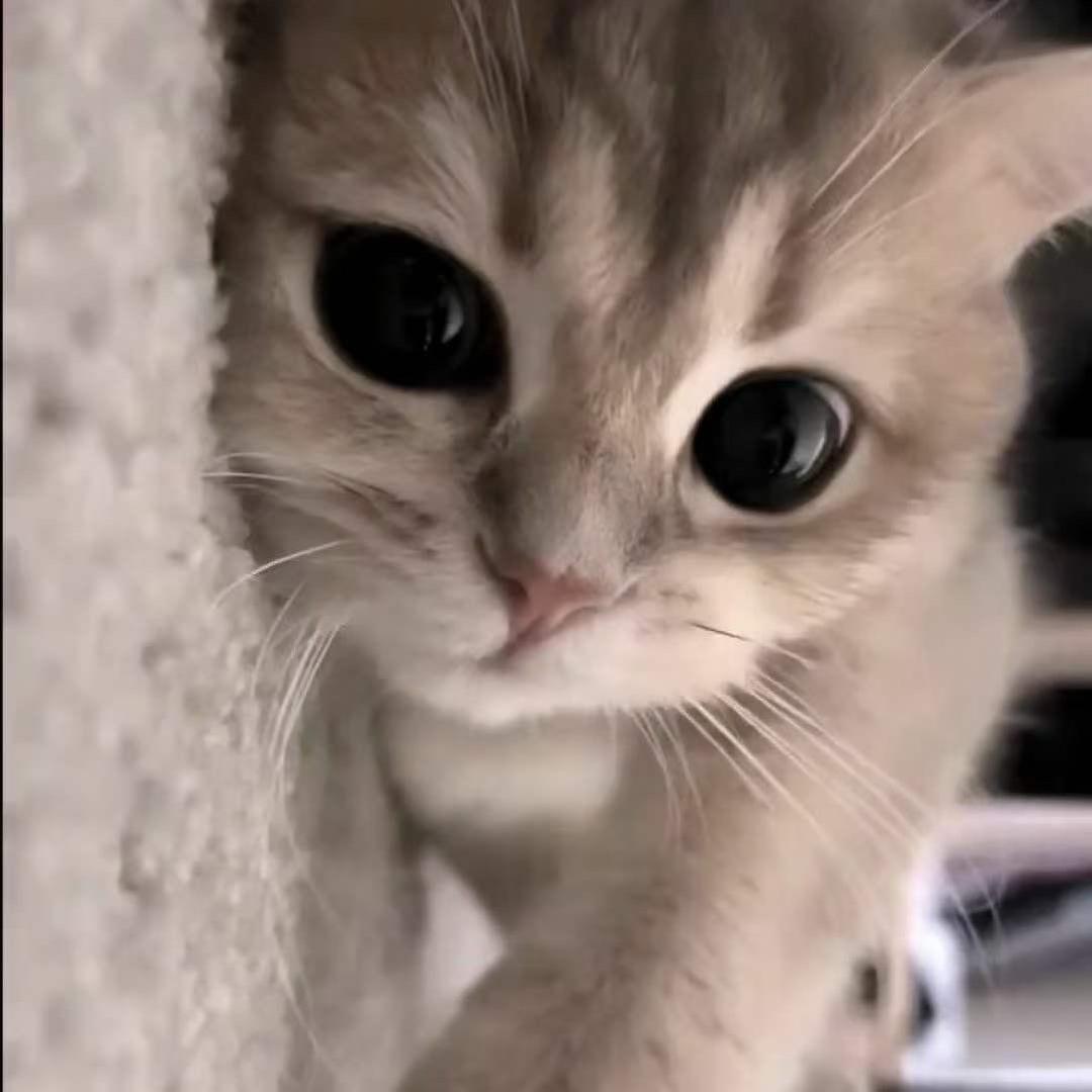 喜欢牛堡胜过腹肌男