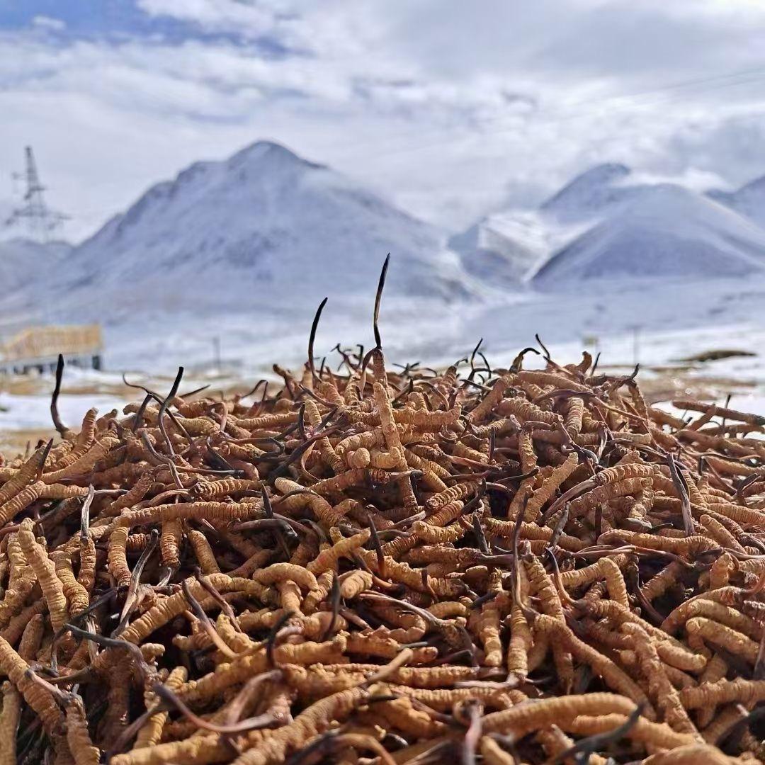 闫《雪域珍宝》