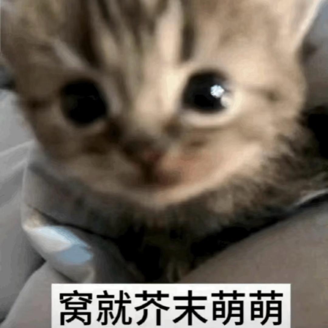 月半小猫曲
