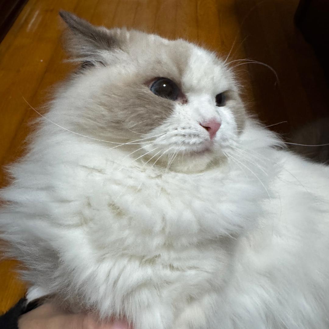 苏叁说