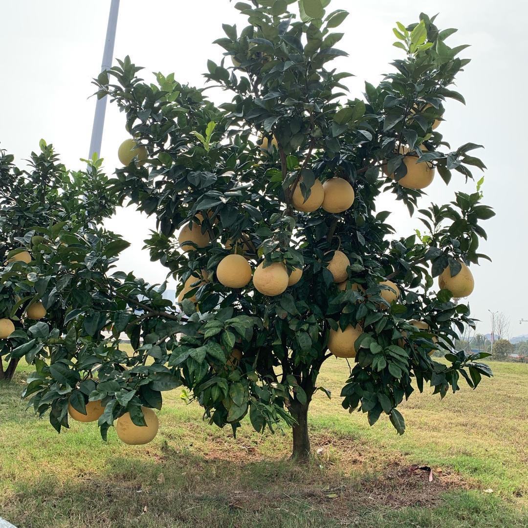 随风飘淡