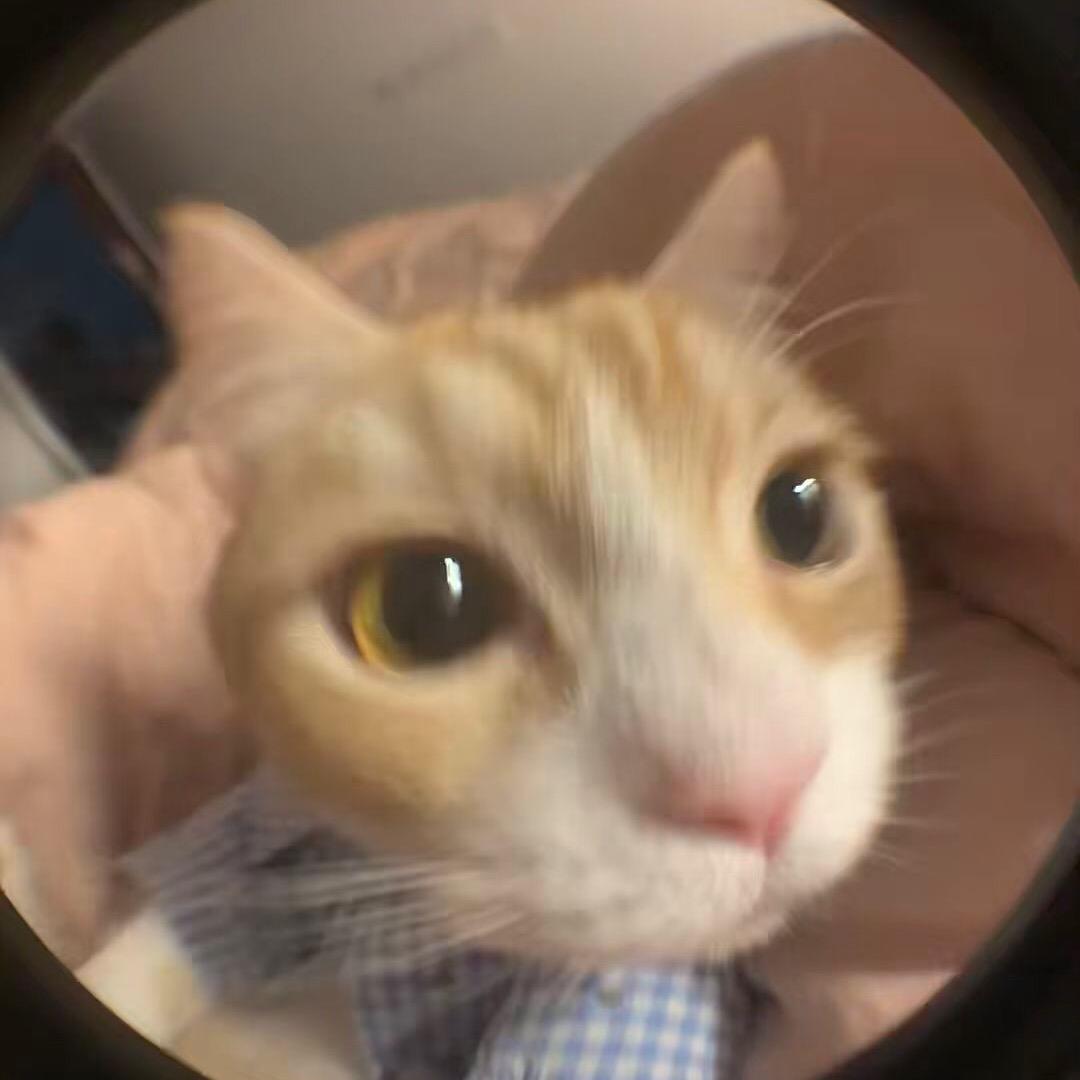 小海豹～