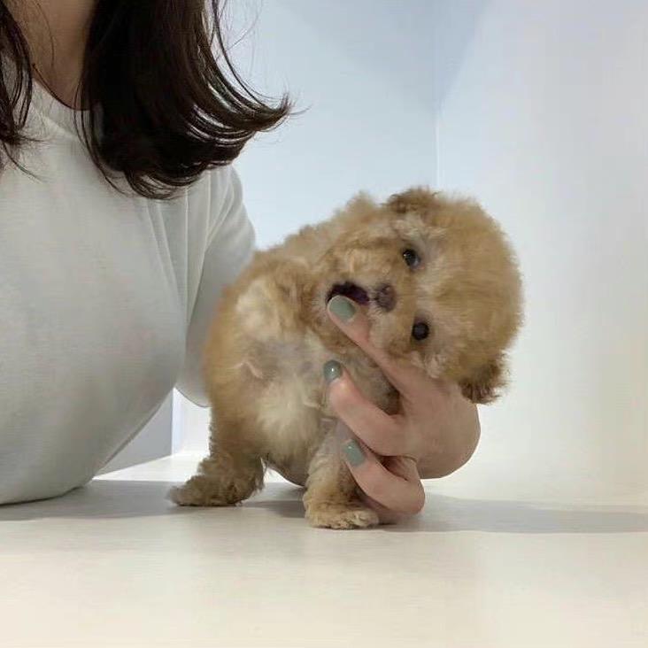 小猫芭比