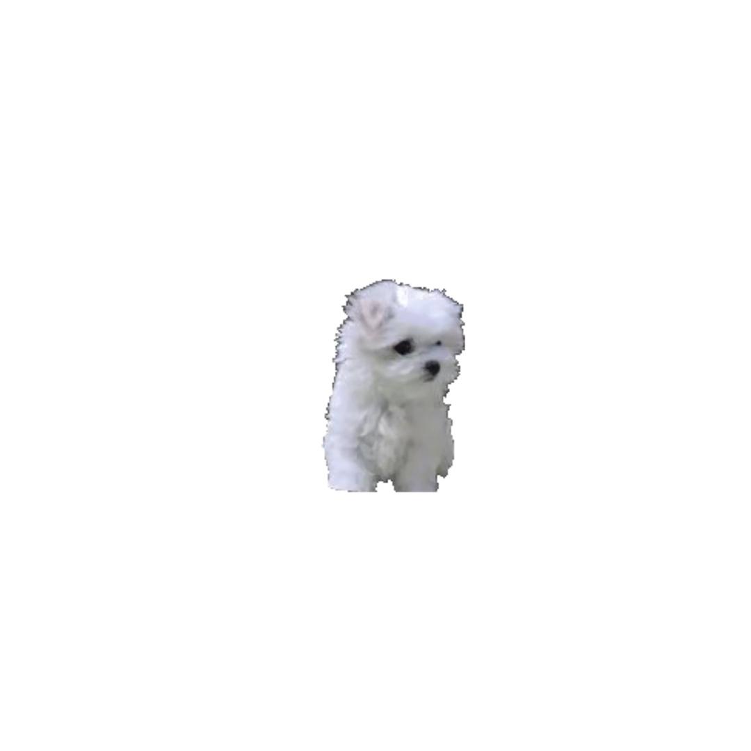 六条狗