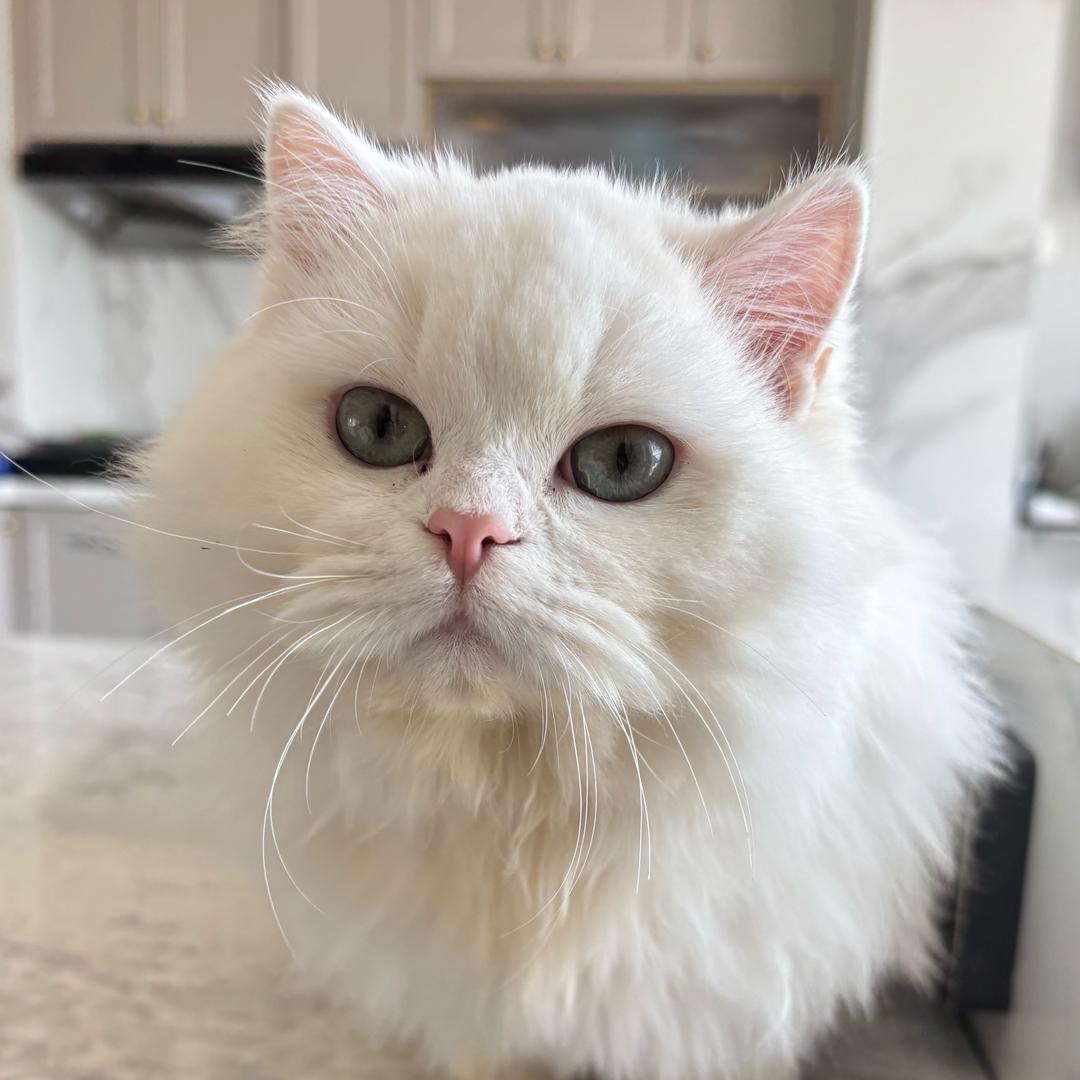 小猫旺旺
