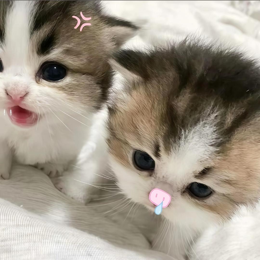 莹莹控.