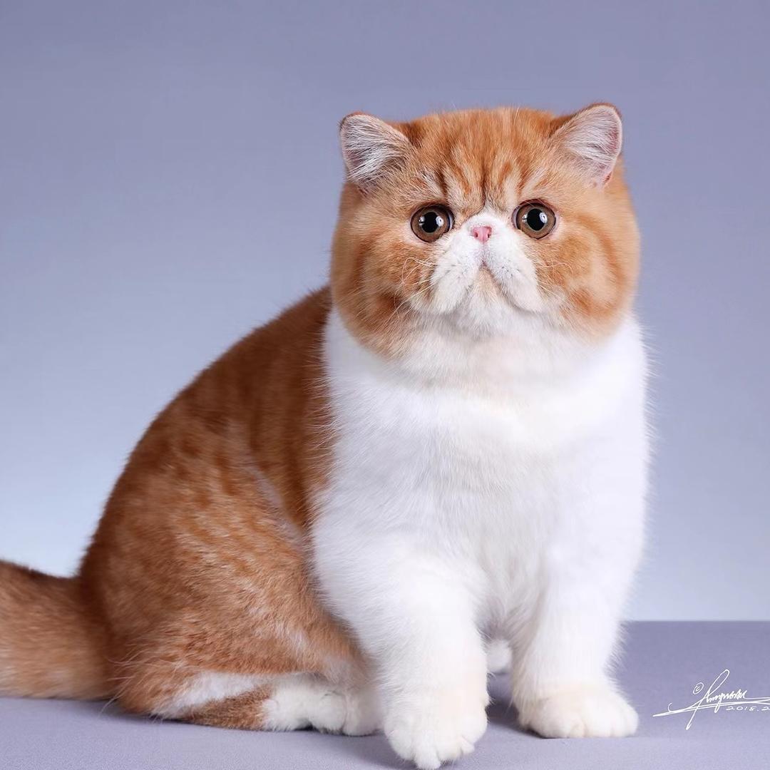 浆果加菲猫舍