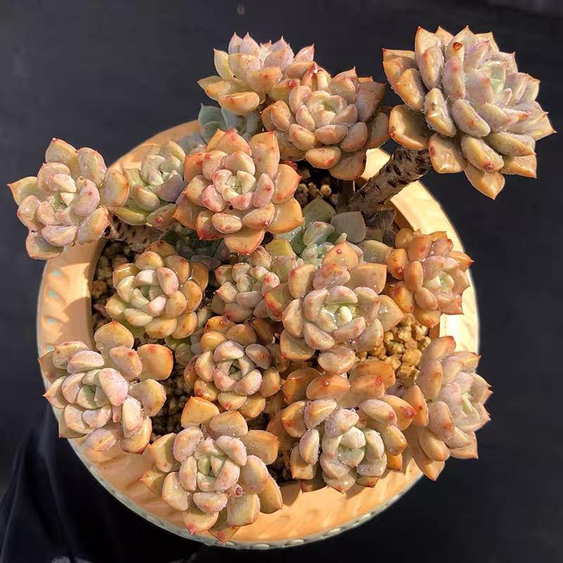 昆明花梦想多肉基地