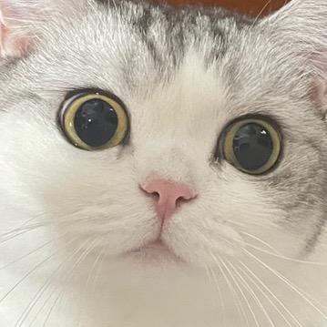 咔咔我的小啾啾