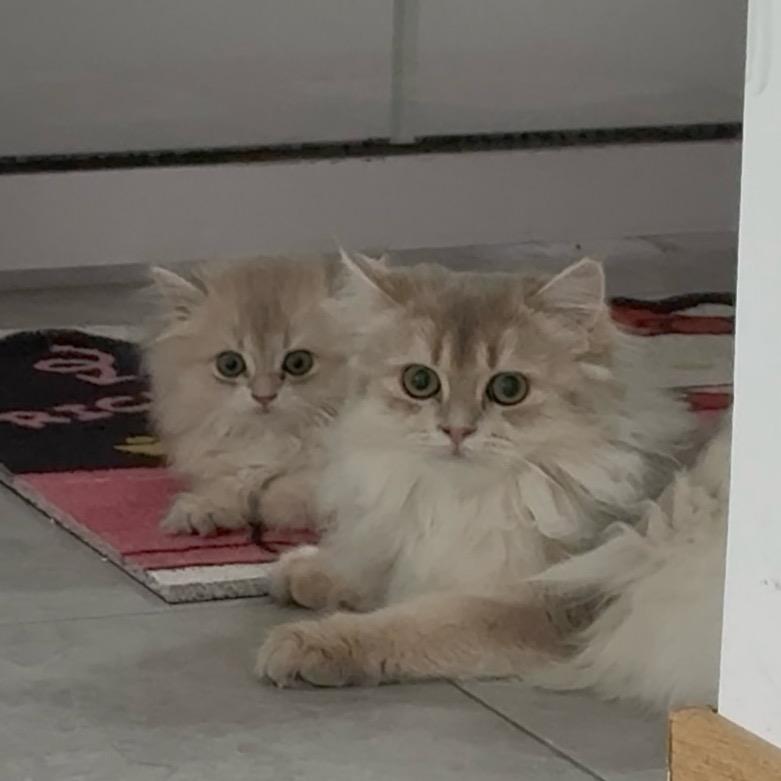 酥米猫猫 ᳐ ੭