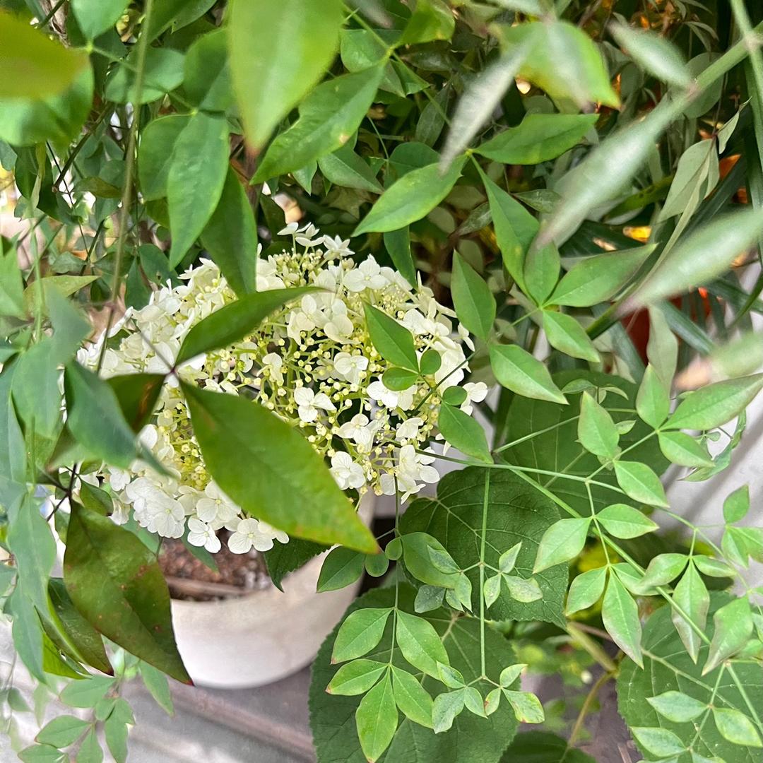 眀佳
