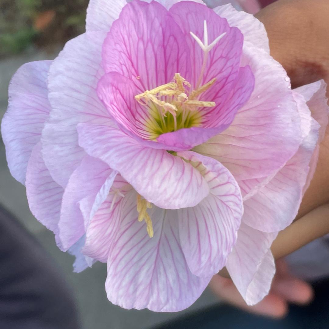 顺其自然❤️