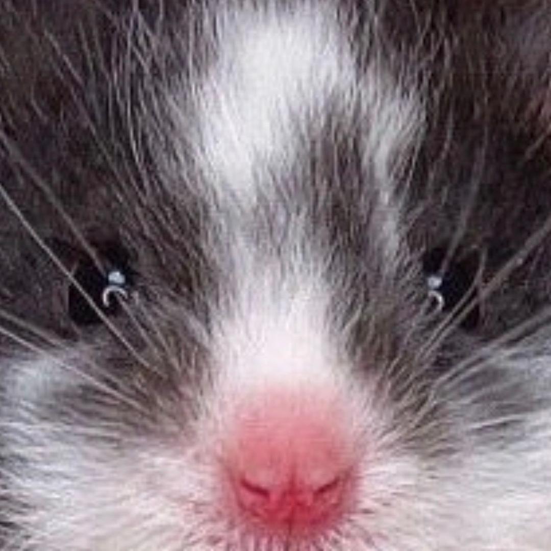 离子烫烫烫（出🐹）
