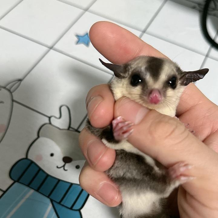 养蜜袋鼯的大哼