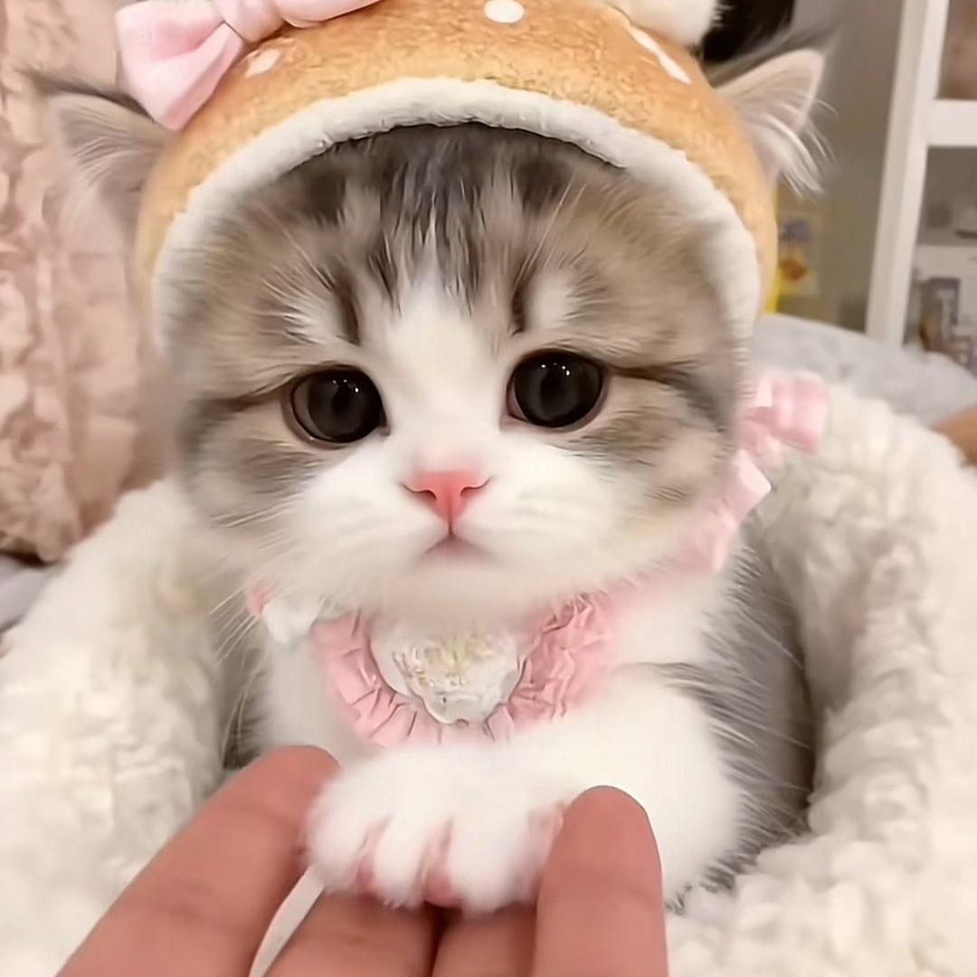 猫崽崽