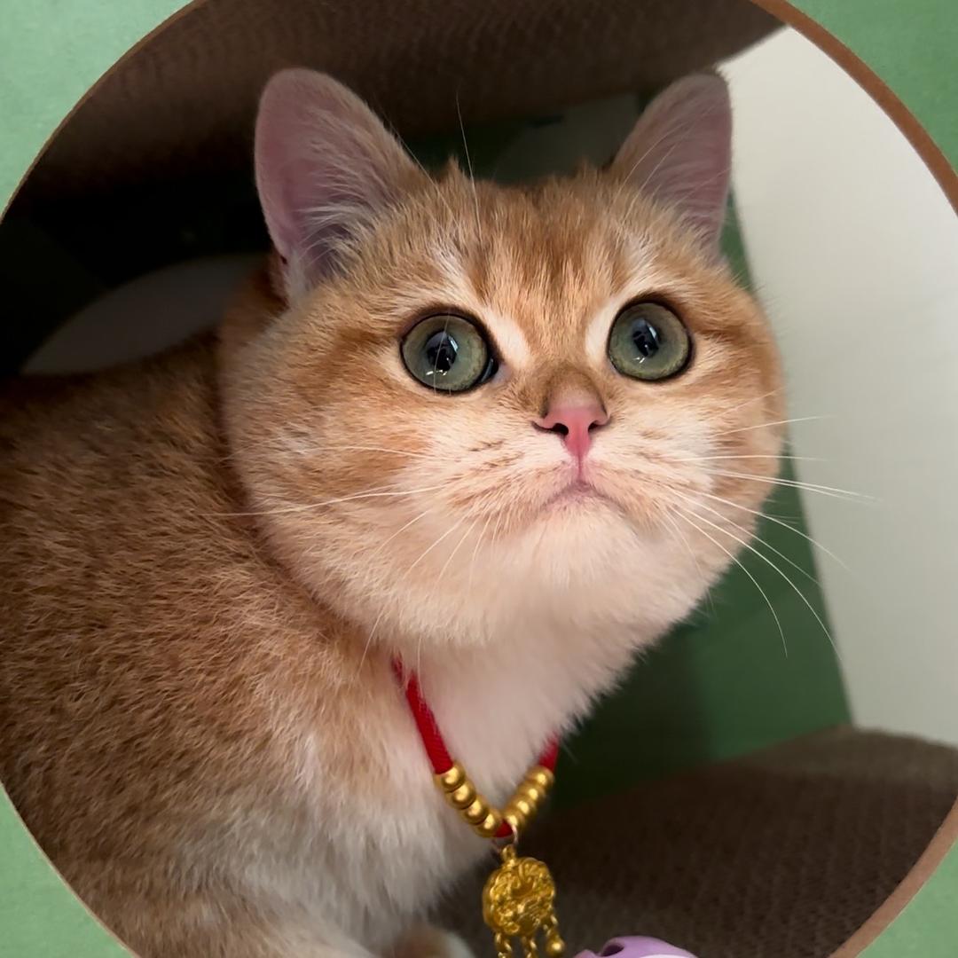 大彪哥的养猫日记