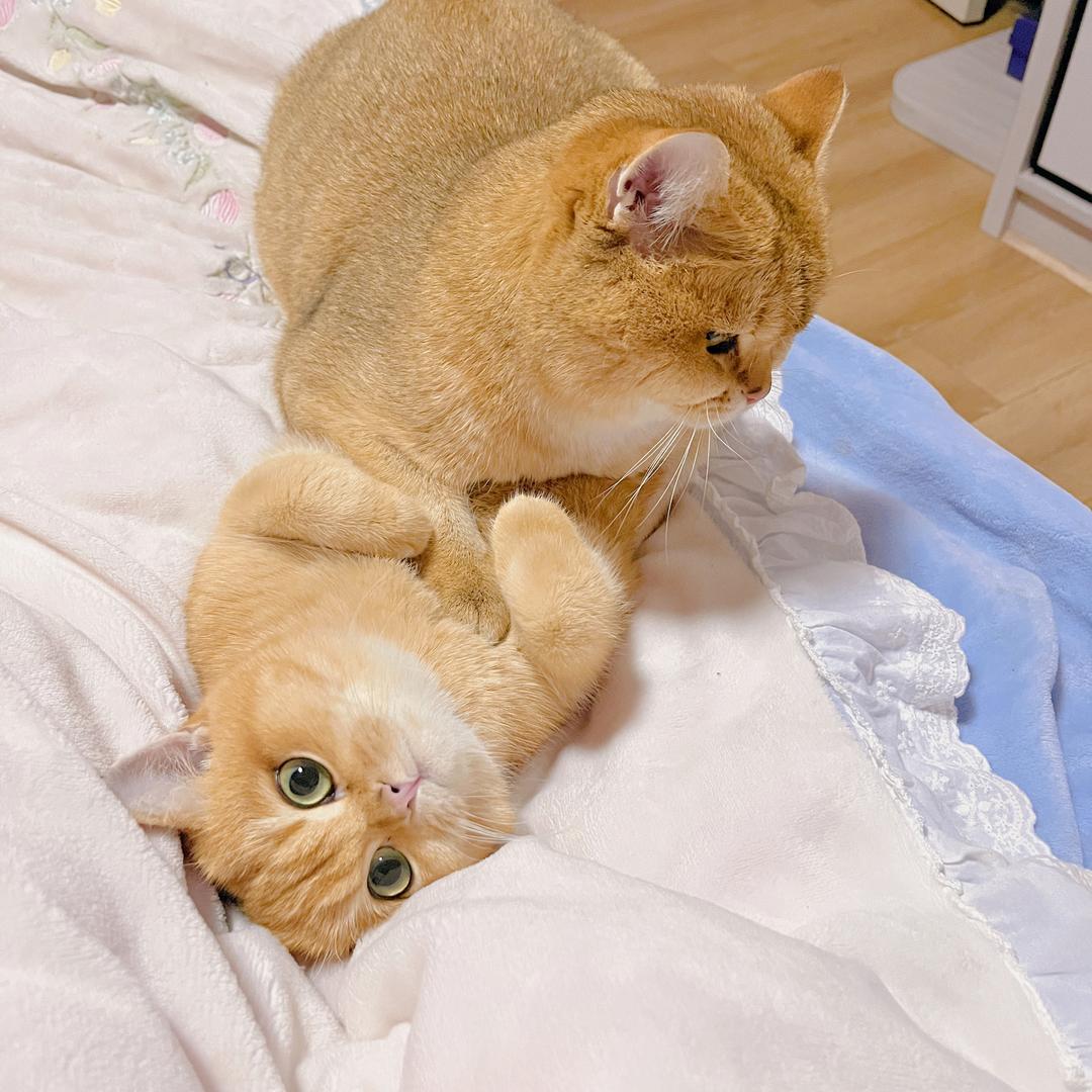 金灿灿的元宝