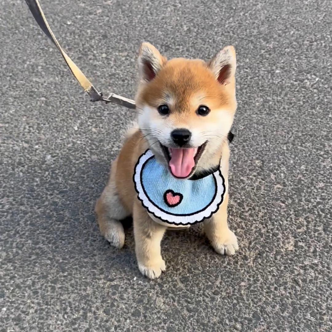 柴宝儿