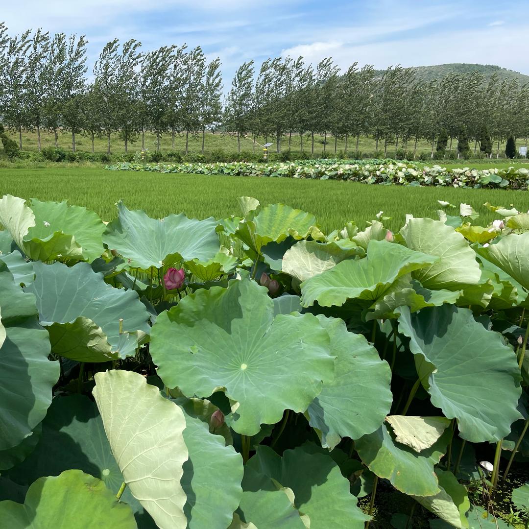 二姐助农植保（商品在橱窗）