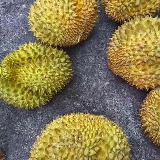 旭君惠专营店