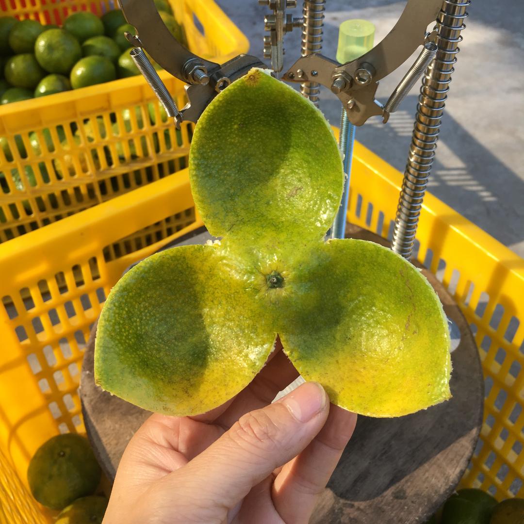 罗坑陈皮开皮机