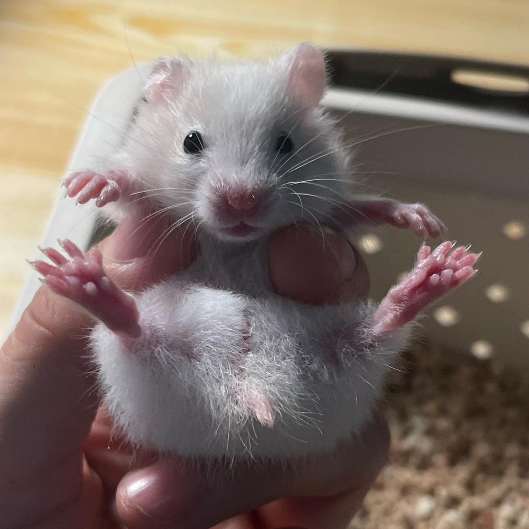 鼠小新